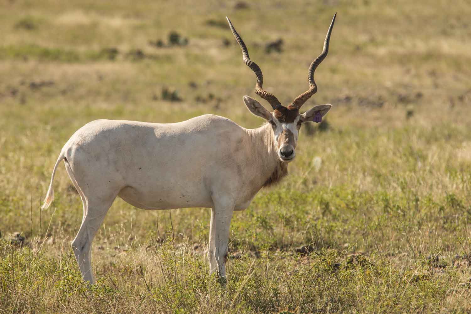 Addax The Patio Ranch