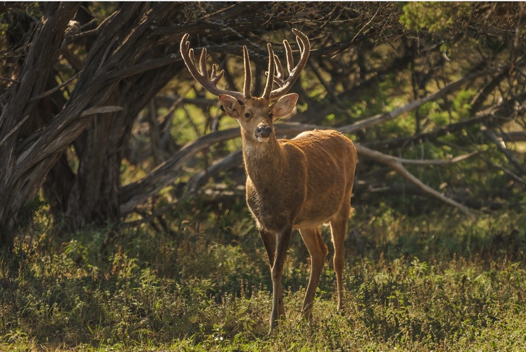 Barasingha