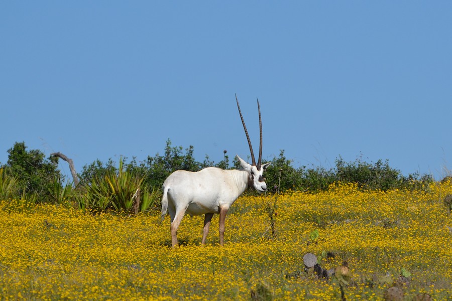 Arabian Oryx