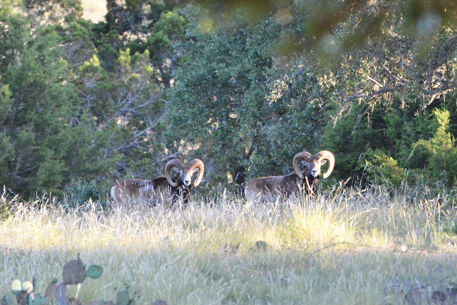 European Mouflon