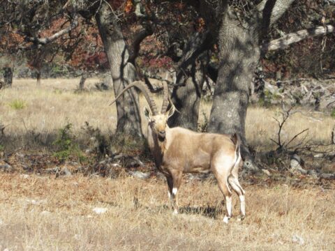 ibex nubian